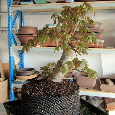 Chinese maple bonsai tree layering