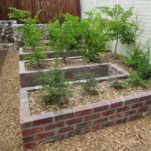 Raised growing beds for bonsai