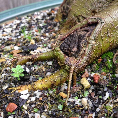 Hackberry bonsai roots