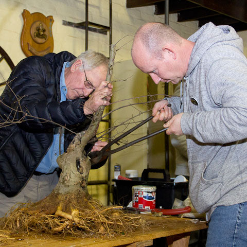 Field growing hackberry bonsai trees