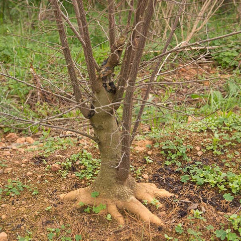 Hackberry bonsai field growing