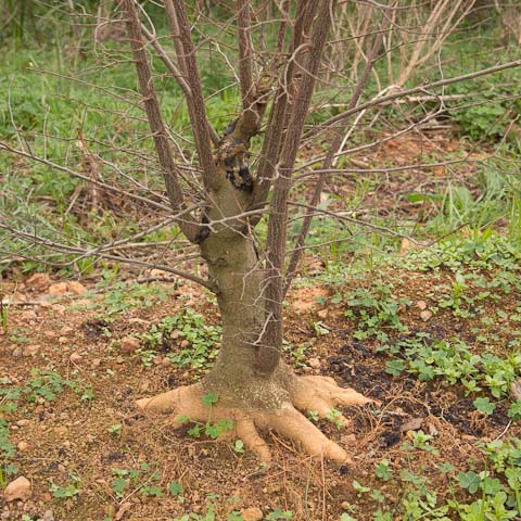 Field growing hackberry bonsai trees