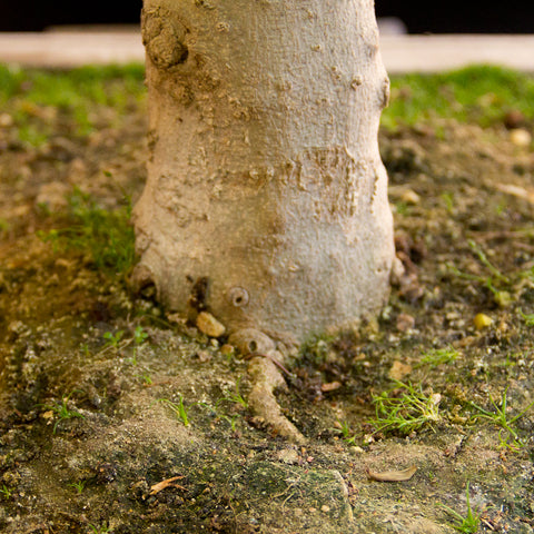 One sided root development