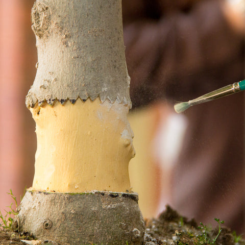 Applying rooting hormone