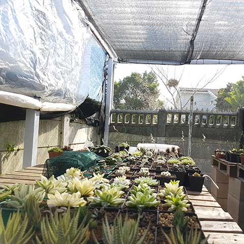 Haworthia greenhouse