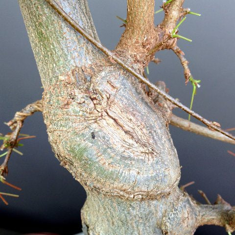 Healed wound on a chinese maple bonsai tree