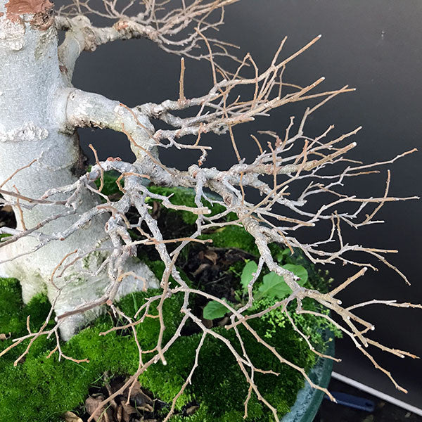 Hackberry bonsai tree Celtis sinensis