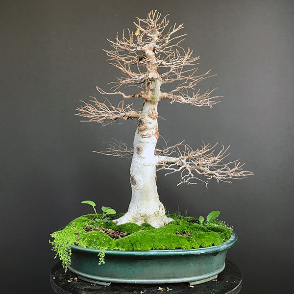Hackberry bonsai tree Celtis sinensis