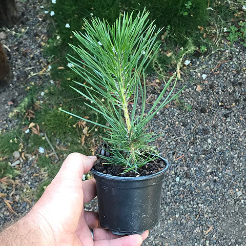 japanese-black-pine-seedling-development-1-year