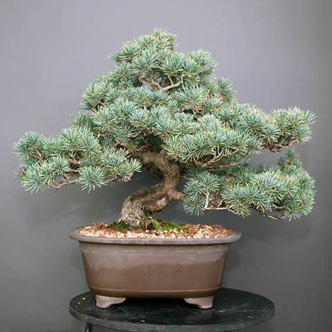 Japanese white pine bonsai before styling