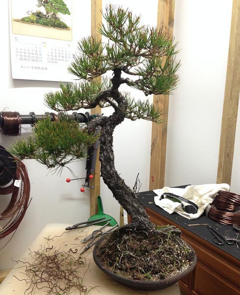 Restyling a Japanese black pine bonsai tree - the beginning.