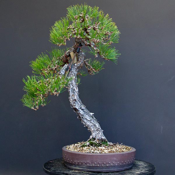 Japanese black pine bonsai tree final result