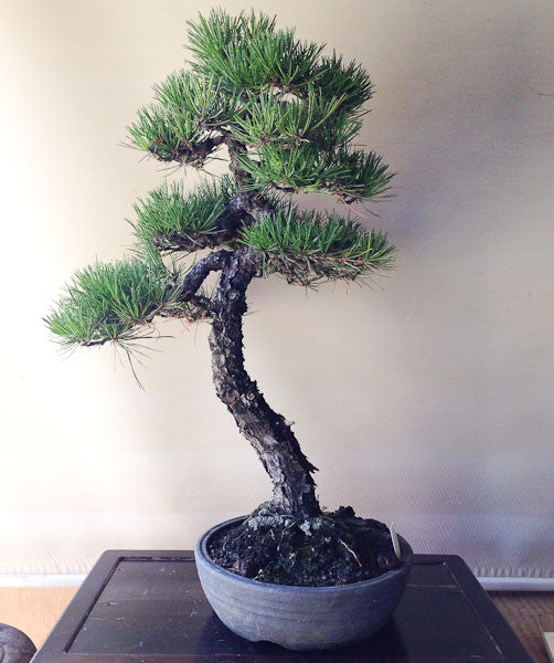 Japanese black pine unstyled bonsai tree
