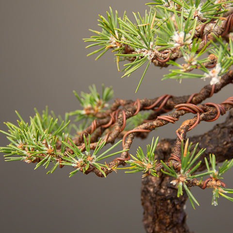 branch pads from the side