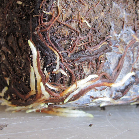 Japanese black pine bonsai tree roots