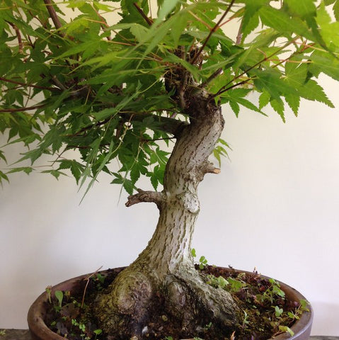 japanese maple approach grafting bonsai