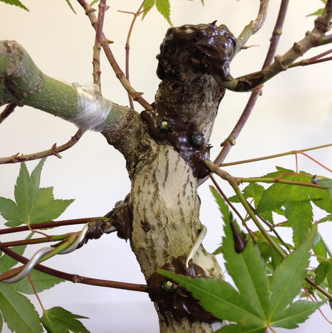 japanese maple approach grafting bonsai