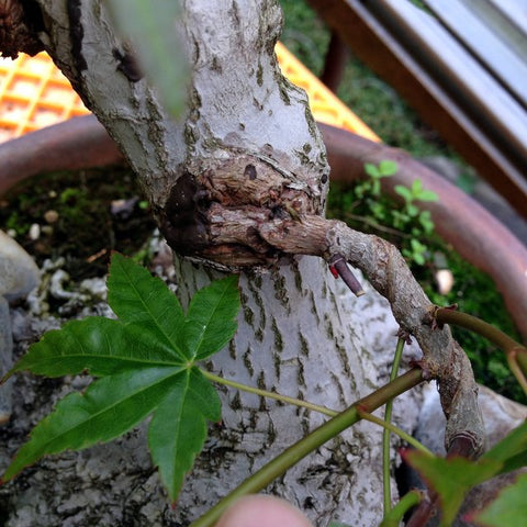 Japanese maple approach grafts