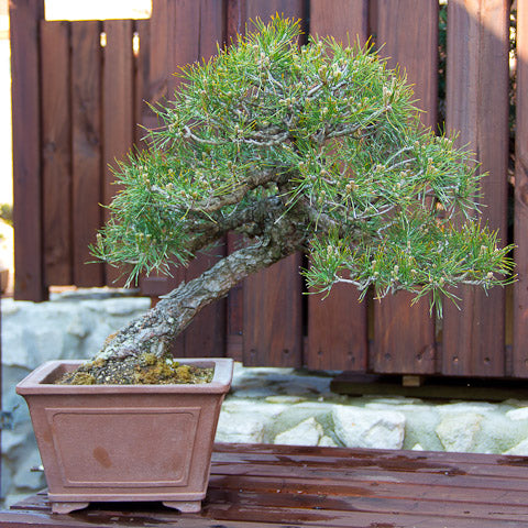 Japanese red pine before repotting