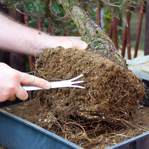 raking the roots