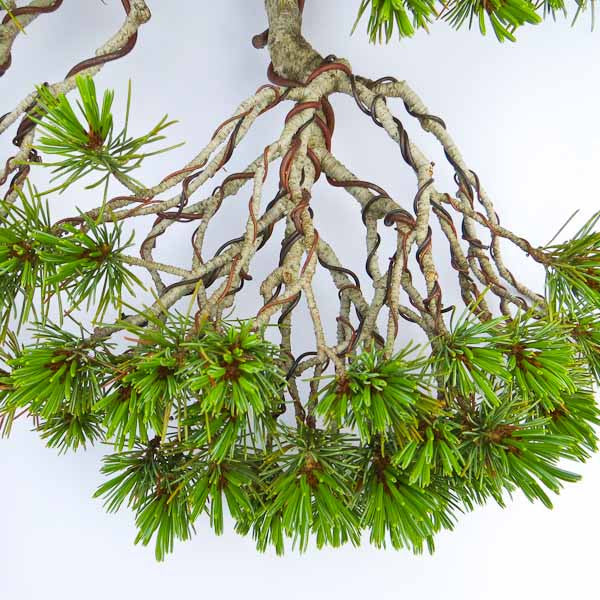 Gentle wiring of a Japanese white pine