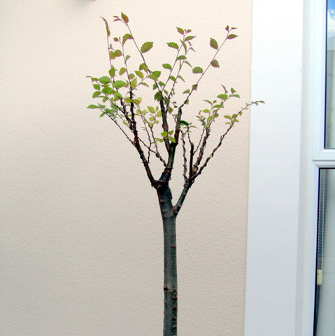 Japanese zelkova broom style bonsai