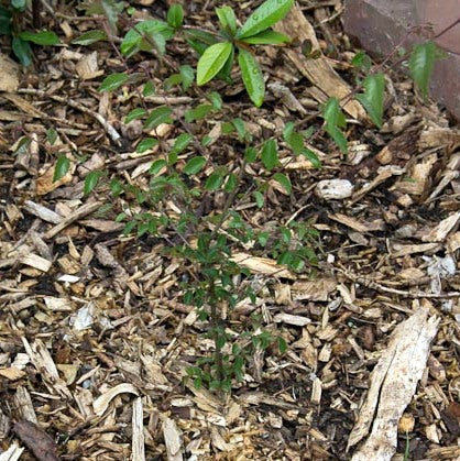 Humble beginnings of a Japanese Zelkova