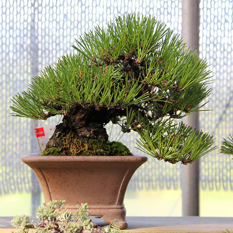 Japanese black pine shohin cascade bonsai