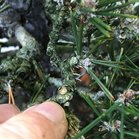 japanese black pine bonsai restyle 