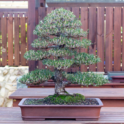 japanese black pine bonsai restyle 