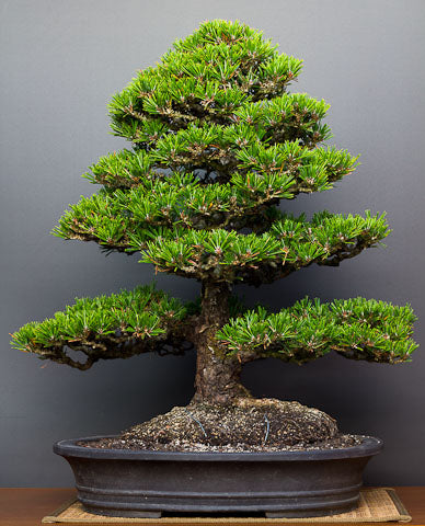 japanese black pine bonsai restyle 