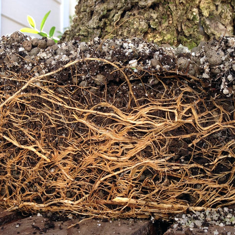 Olive bonsai roots using LECA