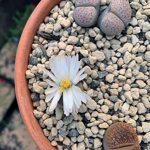 lithops succulent in flower