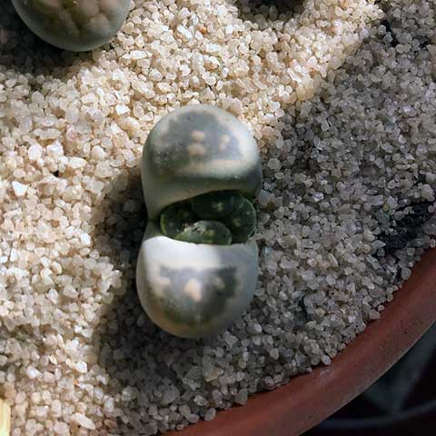 lithops succulents