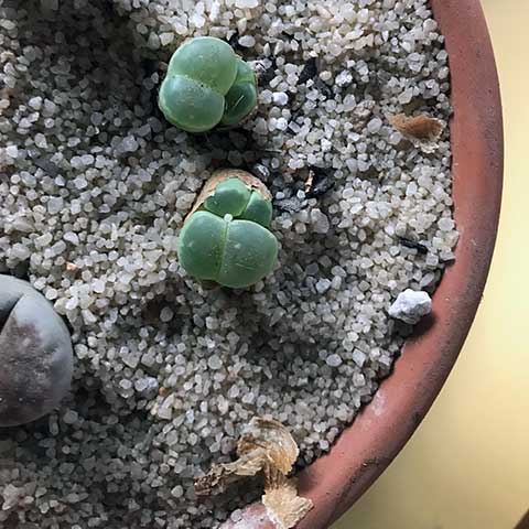 lithops succulents