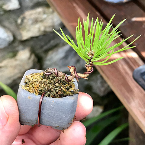 mame sized japanese black pine bonsai
