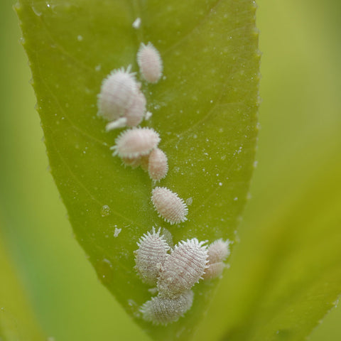 Mealy bug bonsai pests