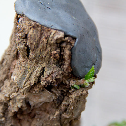 New buds on a cork bark elm bonsai tree