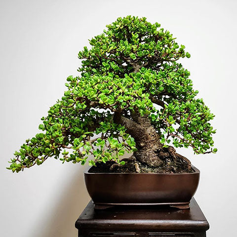 portulacaria afra bonsai