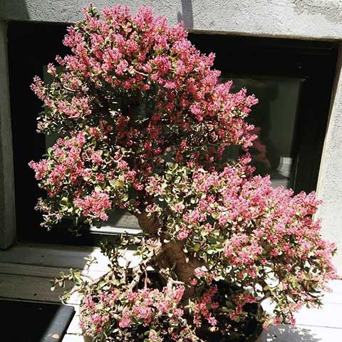 portulacaria afra in flower