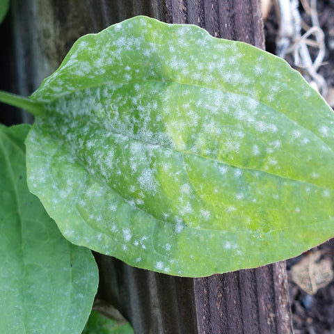 Powdery Mildew