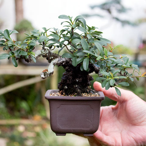 Firethorn shohin bonsai