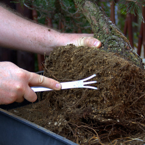 Root hook in bonsai repotting