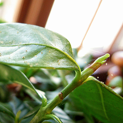 Red spider mites