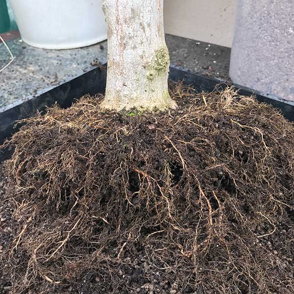 Hackberry root work bonsai tree