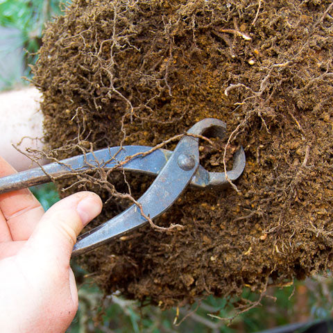 Root cutter for bonsai