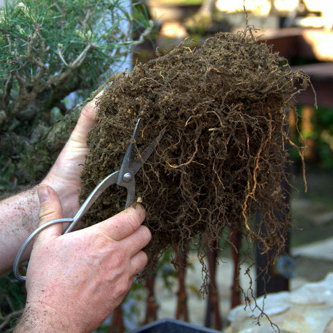 Trimming roots on bonsai repotting