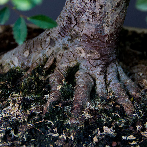 Chinese elm bonsai roots