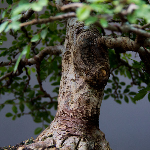 Chinese elm bonsai scarring