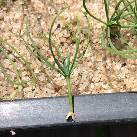 sprouting japanese black pine seedling cutting